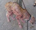 Αργυρά Αχαΐας: Βρήκε τον σκύλο δεμένο σε δέντρο σκελετωμένο στο τελευταίο στάδιο της ψώρας!